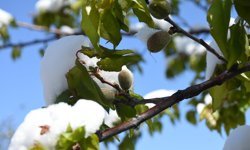 Malatya'da zirai don riskine karşı üreticilere önemli uyarı