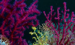 Marmara Denizi’ndeki mercanlar yeniden yaşamla buluşturuluyor