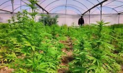 Mersin Tarsus'ta serada 5 bin 560 kök kenevir ele geçirildi