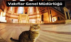 Mil-Diyanet Sen’den "Sokak Hayvanları Günü" tepkisi