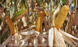 Mısır ithalatında tarife kontenjanı açıldı