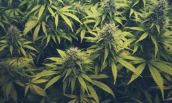 MİT ve Suriye narkotik birimlerinden ortak operasyon