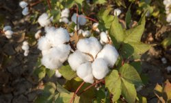 Pamukta genetik devrim: Bin yıllık süreç birkaç yıla indi