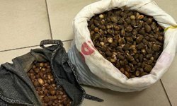 Salep orkidesi yumrularını toplayan kişiye 699 bin lira ceza kesildi