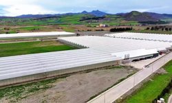 Samsun'da sera organize tarım bölgesi üretim üssü haline geliyor