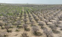 Şanlıurfa badem üretiminde ikinci sıraya yükseldi