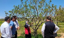 Şanlıurfa'da fıstık bahçelerinde uygulamalı bakım çalışması