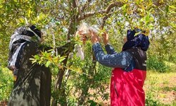 Şanlıurfa'da nar bahçelerinde zararlı alarmı