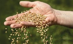 Siyonist işgal rejiminden tohum alınıyor mu? Bakan açıkladı