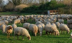 Tarım ve Orman Bakanlığı'ndan Kars'taki mera kullanımıyla ilgili açıklama