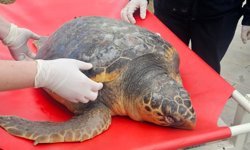 Tekirdağ'da koruma altındaki caretta caretta ölü bulundu