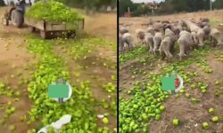 Ticaret Bakanlığı'ndan 'biberlerin hayvanlara verildiği görüntüler' açıklaması