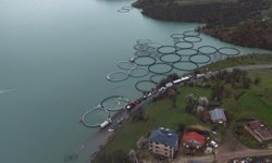 Uzunçayır Baraj Gölü'ne 1,5 milyon yavru alabalık bırakıldı