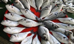 Van Gölü'nde inci kefali için av yasağı başladı