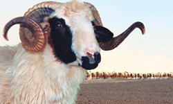 Vekaletle kurban kesim bedelleri belirlendi