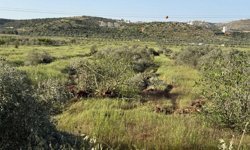 Yahudi çeteler Filistinlilerin geçim kaynaklarını yok ediyor