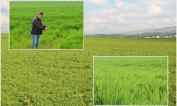 ZMO Başkanı Doğan: Buğday, arpa ve mercimekte yüksek rekolte bekliyoruz