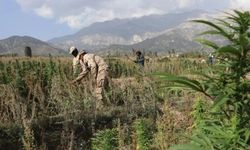 Afganistan'da bin dönümlük haşhaş tarlası imha edildi
