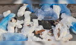 Buca'da ölü bulunan kedilerle ilgili soruşturma başlatıldı