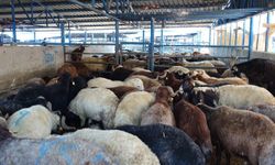 Bursa'da 140 noktada kurban kesimi yapılacak