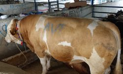 Bursa'da tonluk kurbanlık danalar rekor fiyata alıcı buldu