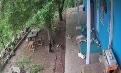 Depremde kedilerin kaçma anı kameralara yansıdı