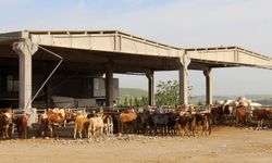 Diyarbakır'da kurban satış ve kesim yerleri belli oldu