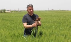Hububat hasadına hazırlanan çiftçinin gözü buğday fiyatında
