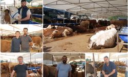 İzmir'de besiciler dertli: Maliyetler altında satış yapıyoruz