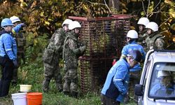Japonya'dan artan ayı saldırılarına karşı önlem