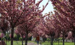Konya'da paklarda sakura çiçekleri açtı