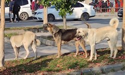 Köpek saldırılarına tepki: İhmallerin bedeli olmalı