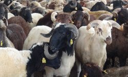 Kurbanlık fiyatları bu yıl ne kadar oldu?
