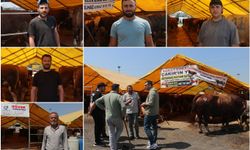 Kurbanlık pazarında hareketlilik: Her bütçeye uygun hayvan var