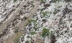 Mardin'de dolu yağışı bahçelere zarar verdi