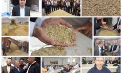 Mardin'de hasadı yapılan yılın ilk arpası satışa sunuldu