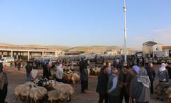 Şanlıurfalı besicilerden kurban piyasasına ilişkin değerlendirme