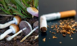 'Sihirli mantar' deneyi: Sigarayı bırakma oranı 6 kat arttı