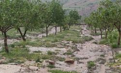Siirt'te dolu yağışı tarım alanlarında zarara yol açtı