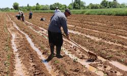 Tarım-ÜFE nisanda yıllık yüzde 42,53 arttı
