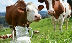 Ticari süt işletmeleri martta 1 milyon tonu aşkın inek sütü topladı