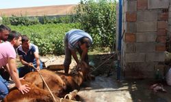 Uzmanlardan kurban kesimi ve eti saklama koşulları hakkında tavsiyeler