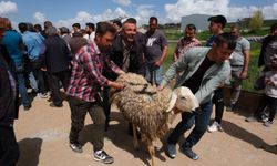Yozgat'ta yetiştiricilere 120 damızlık koç dağıtıldı