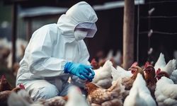Avustralya'da H5N1 kuş gribi tespit edildi