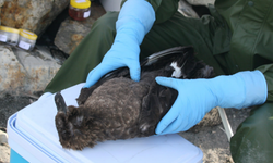 Avustralya'da ilk H5N1 kuş gribi vakası tespit edildi