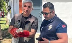 Battalgazi zabıtası bulduğu yavru baykuşu koruma altına aldı