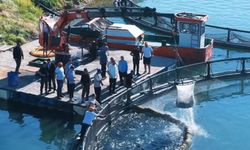 Bingöl'de alabalık hasadı: Vali Çelik su ürünleri tesisinde incelemelerde bulundu