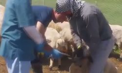 Bingöl'de hayvan sağlığı için ekipler seferber oldu