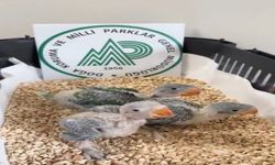 Bursa'da yasa dışı ticarete konu edilen 3 İskender papağanı kurtarıldı