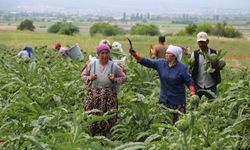 Bursa'nın tescili Hasanağa Enginarı'nda hasat başladı
